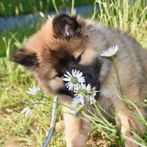 Animaux